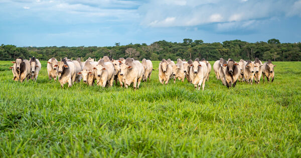 R�glement d�forestation�: la liste des produits concern�s est modifi�e