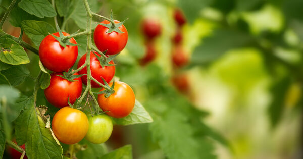 Alternatives aux pesticides�: deux projets soutenus pour les grandes cultures et le mara�chage