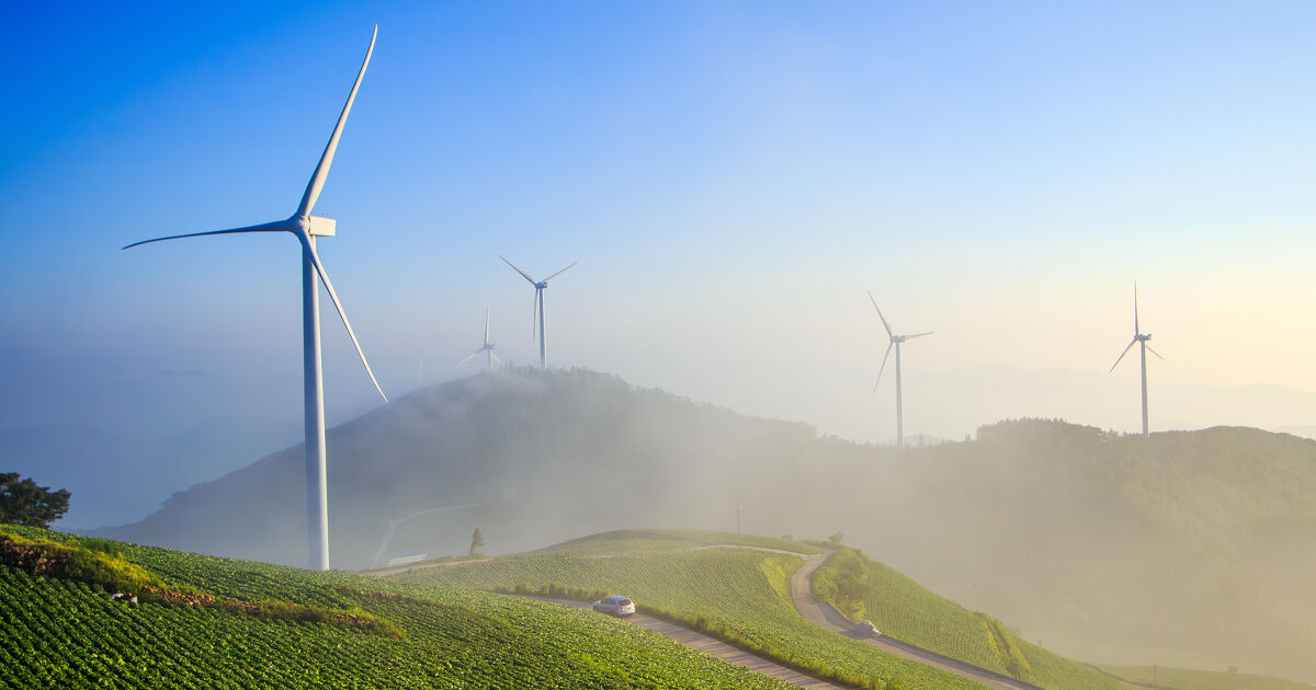 L'arrêt adapté des éoliennes la nuit réduit la mortalité des chauves-souris de plus de 80 %