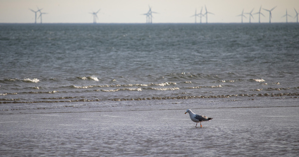 �olien en mer�: le rapport complexe entre �nergies renouvelables, biodiversit� et sites prot�g�s
