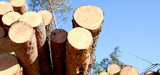 Le bois illgal interdit dans l'Union europenne