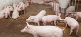 Les �levages porcins vont-ils faire d�railler le r�gime d'enregistrement ?