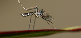 Guyane : un insecticide interdit pour lutter contre le chikungunya