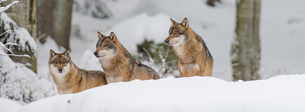 Pourquoi il est possible de tuer des loups alors qu'il s'agit d'une espèce protégée