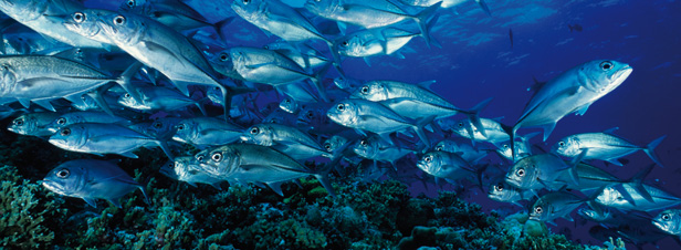 Bientt de nouvelles zones ddies  la conservation des ressources halieutiques