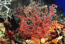 Les scientifiques au chevet du corail