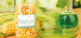 Biocarburants : les fili�res locales en danger