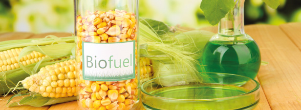 Biocarburants : les filires locales en danger