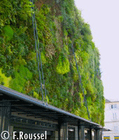 Aller plus loin dans la végétalisation des bâtiments avec les murs végétalisés