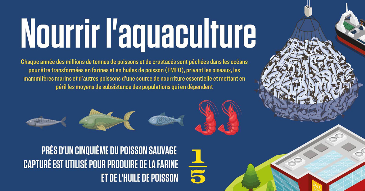 L'approvisionnement de l'aquaculture intensive par des poissons sauvages fait des dgts
