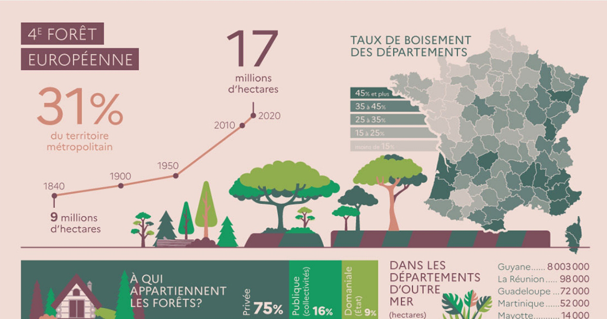 Forêt française : tandis que sa surface augmente, sa santé se détériore