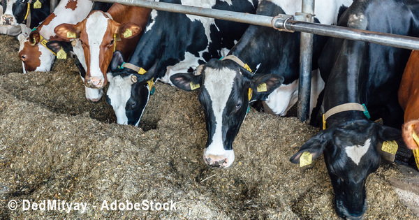 “Les élevages de plus de 1.000 bovins ne sont pas la norme”