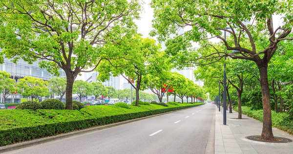�Les collectivit�s doivent construire avec et autour de l'arbre�