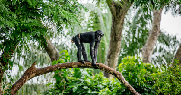 Biodiversit�: 