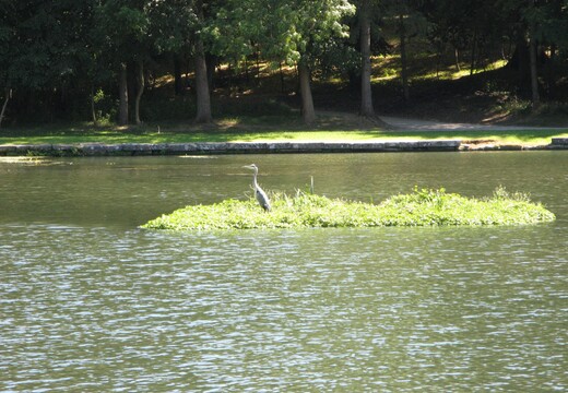 Iles flottantes AquaFlora : solutions �cologiques pour milieux aquatiques par AquaTerra Solutions