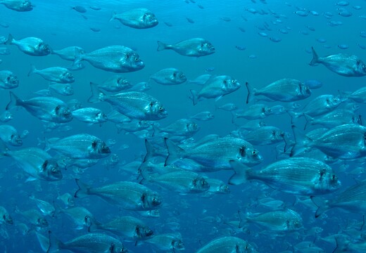 Biogrog� : solution c�ramique pour la filtration biologique en aquaculture et aquariophilie par IMERYS