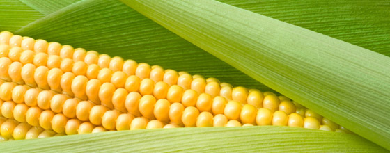 OGM : la culture  du maïs Bt11 est acceptable selon le HCB