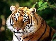 Une confrence pour tenter d'enrayer le braconnage du tigre en Asie