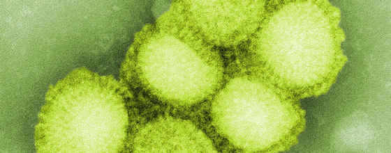 Nouvelle proc�dure d'autorisation pour les micro-organismes et toxines