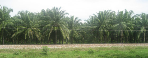 Une huile de palme ''durable'' est-elle possible ?