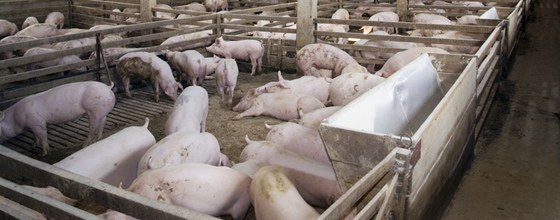 Bretagne : la rduction de l'impact des levages porcins reste insuffisante