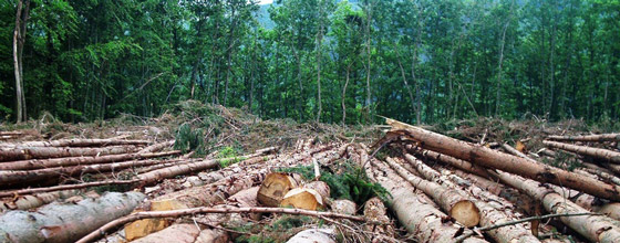 Lutte contre la déforestation : la France plaide pour des financements ''innovants''