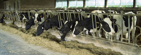 UE : réduire les importations  de protéines végétales pour le bétail