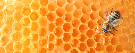 Le miel contenant du pollen OGM pourrait tre soumis  autorisation de mise sur le march
