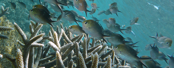 À défaut de mesures urgentes de protection, les récifs coralliens sont gravement menacés