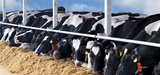 Elevages de vaches laitires : simplification du rgime applicable