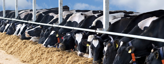 Elevages de vaches laitières : simplification du régime applicable