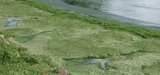 Algues vertes : des seuils mortels au niveau du sol dans la baie de Morieux