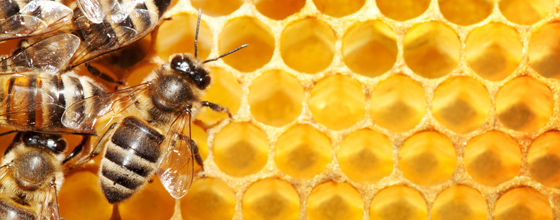 La commercialisation de miel contaminé par du pollen issu d'un OGM est soumise à autorisation