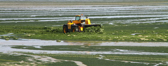Nitrates et algues vertes : la France  contre-courant ?