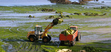 Algues vertes : l'agriculture finistrienne refuse de poursuivre la mise en uvre du Plan d'actions