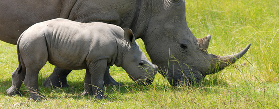 Liste rouge UICN : plusieurs espces de rhinocros teintes ou probablement teintes