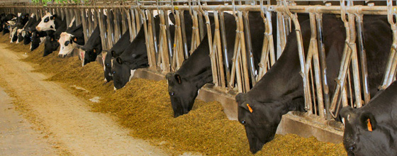 Elevages de vaches laitières : l'arrêté "enregistrement" est paru