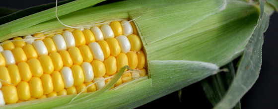 Le Conseil d'Etat met fin au moratoire sur les OGM