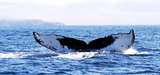 Polmique autour de la reprise de la pche japonaise  la baleine 