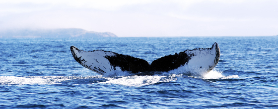Polémique autour de la reprise de la pêche japonaise à la baleine 