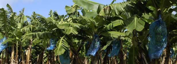Antilles : le chlordécone omniprésent 20 ans après son interdiction