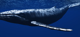 La communauté internationale peine (toujours) à protéger les baleines