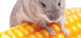 OGM : une tude rvle la toxicit d'un mas transgnique sur les rats