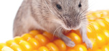 OGM : une �tude r�v�le la toxicit� d&acute;un ma�s transg�nique sur les rats