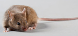Etude S�ralini sur les OGM : une qualit� scientifique insuffisante selon l&acute;Efsa
