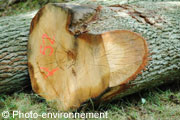 Le Cirad cherche  rendre le bois naturellement durable
