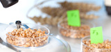 OGM : l&acute;Efsa ne veut pas r��valuer les risques li�s au NK 603