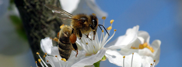 Pesticides néonicotinoïdes : un risque élevé pour les abeilles