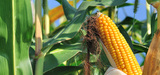 OGM : l'Efsa refuse de conclure sur l'innocuit sanitaire d'un mas transgnique, faute d'un dossier complet