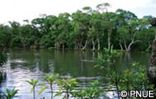 Certaines les du Pacifique perdront progressivement plus de la moiti de leurs forts de mangrove d'ici la fin du sicle